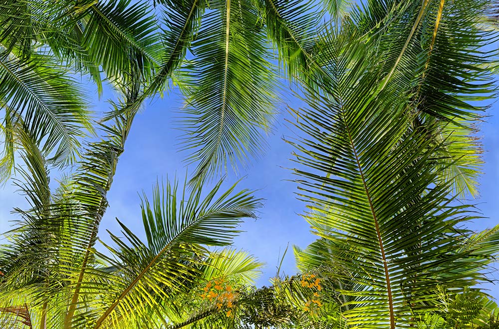 palm trees 04 _ 22k x 14k